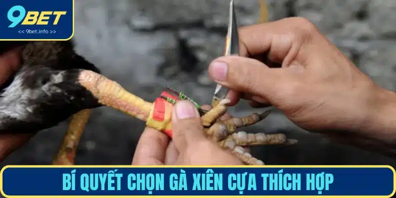 Lựa chọn chiến kê xiên cựa hợp lý