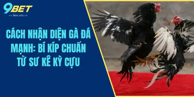 Cách nhận biết gà đá từ tướng đi, ngủ và âm gáy