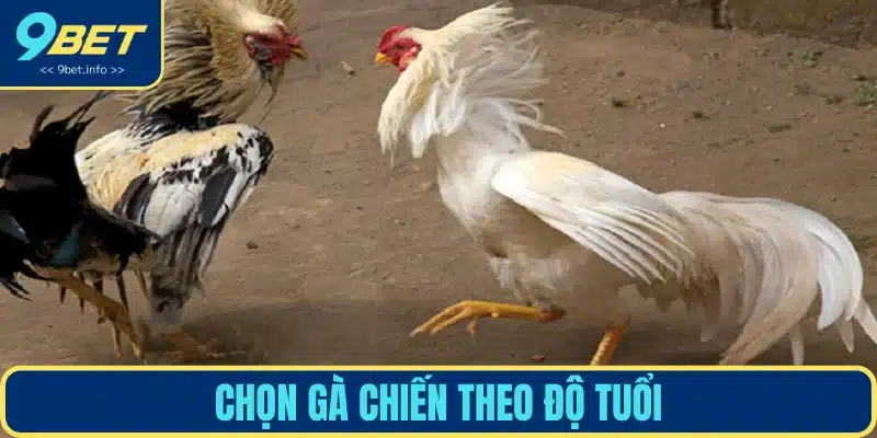 Lựa chọn chiến kê dựa trên độ tuổi