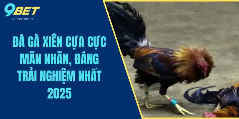 Đá Gà Xiên Cựa Cực Mãn Nhãn, Đáng Trải Nghiệm Nhất 2025