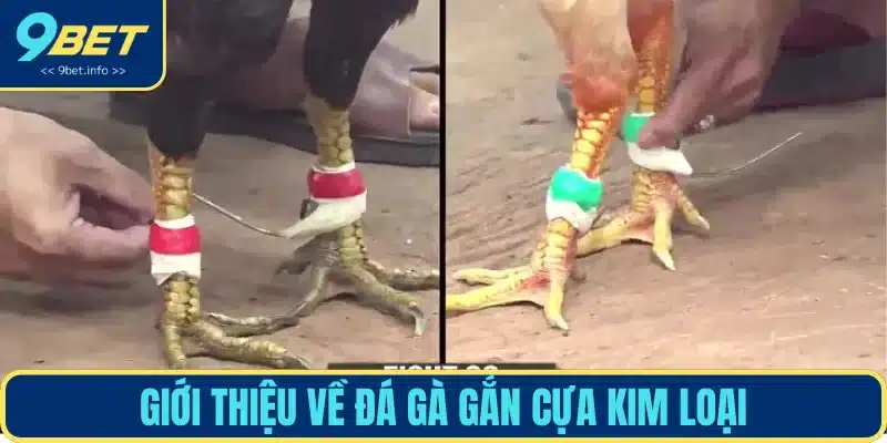 Giới thiệu chọi gà cựa kim loại