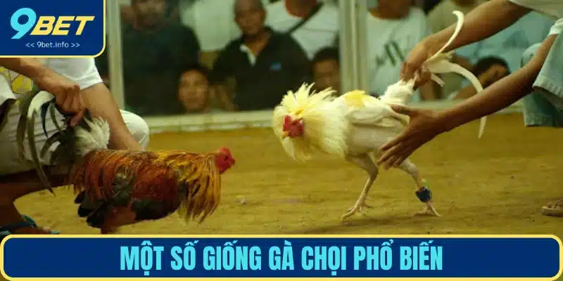 Các giống gà được chọn gắn cựa kim loại thi đấu