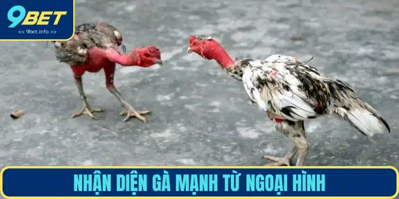 Xem xét yếu tố ngoại hình nhận ra chiến kê mạnh