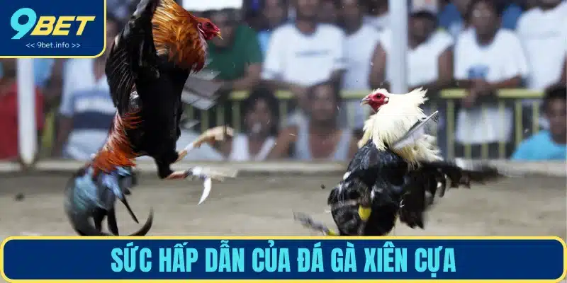 Lý giải sức hấp dẫn của chọi gà xiên cựa