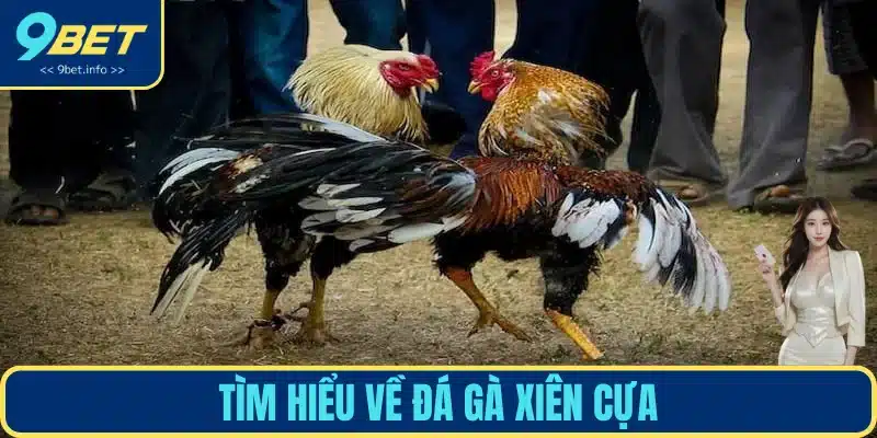 Đôi điều cần biết về chọi gà xiên cựa