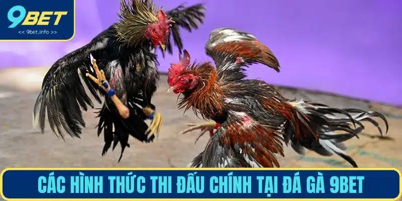 Các hình thức thi đấu chính tại đá gà 9BET